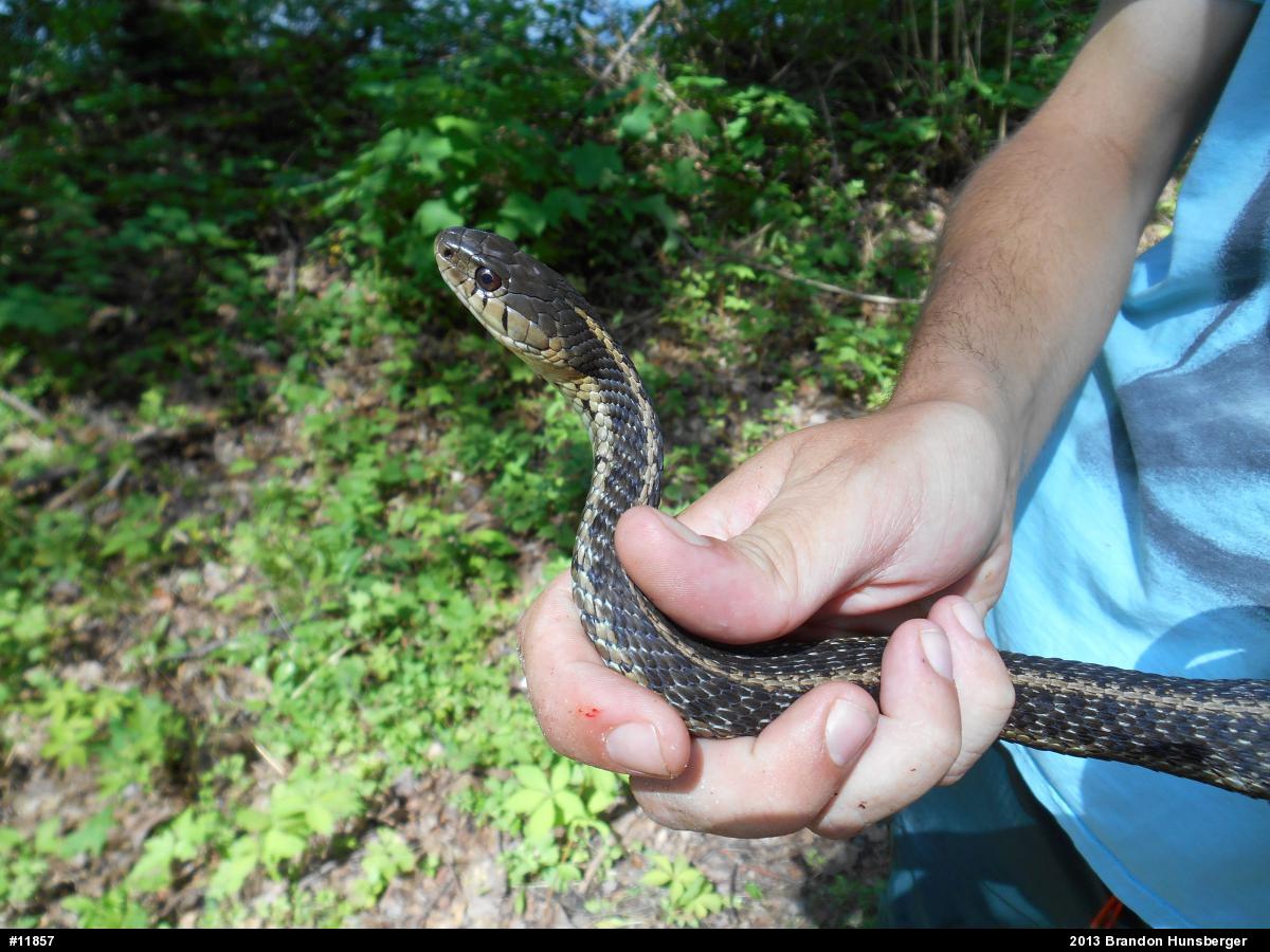 Eastern Gartersnake