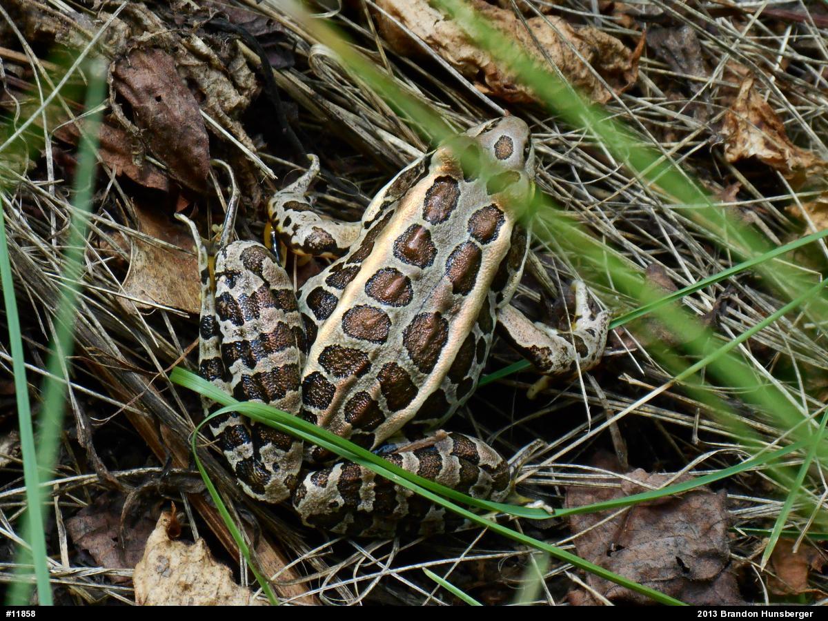 Pickerel Frog