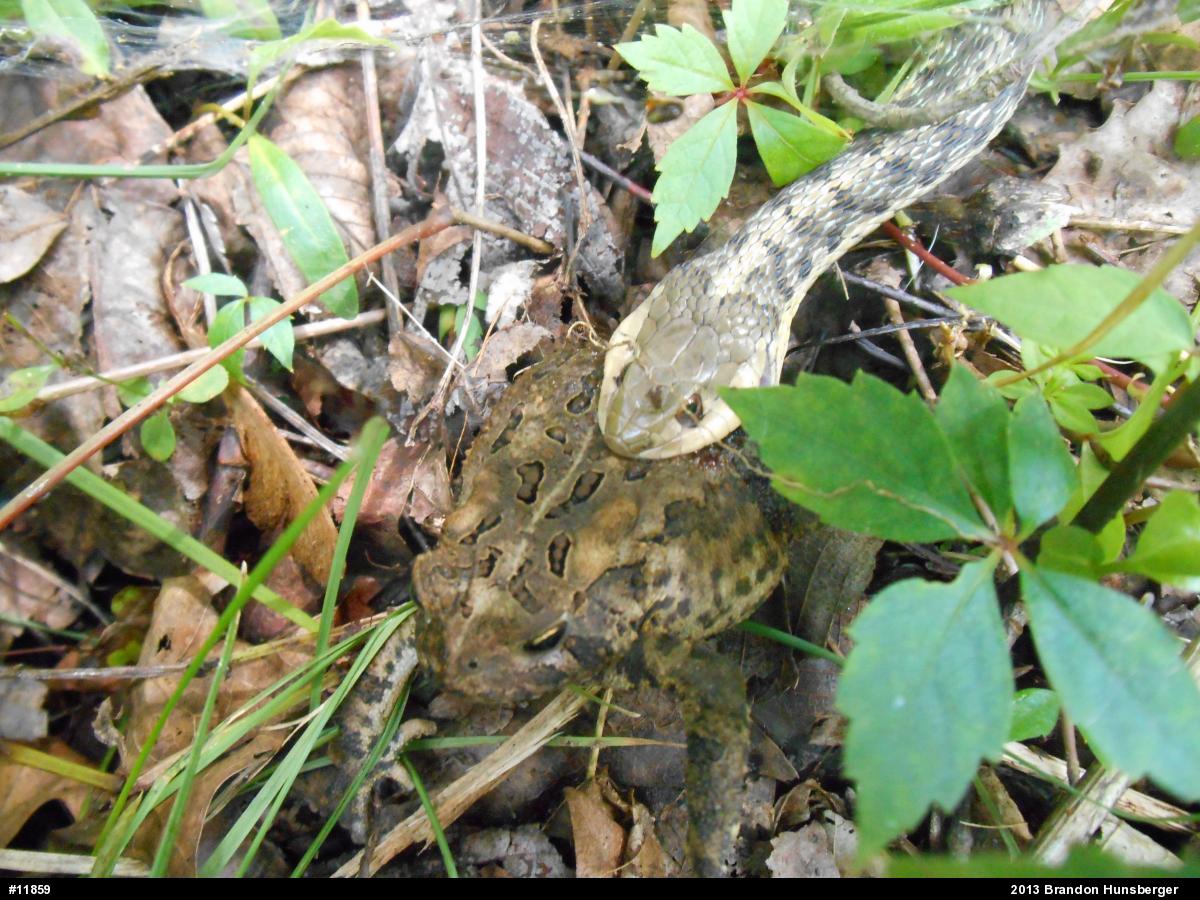 True Toads