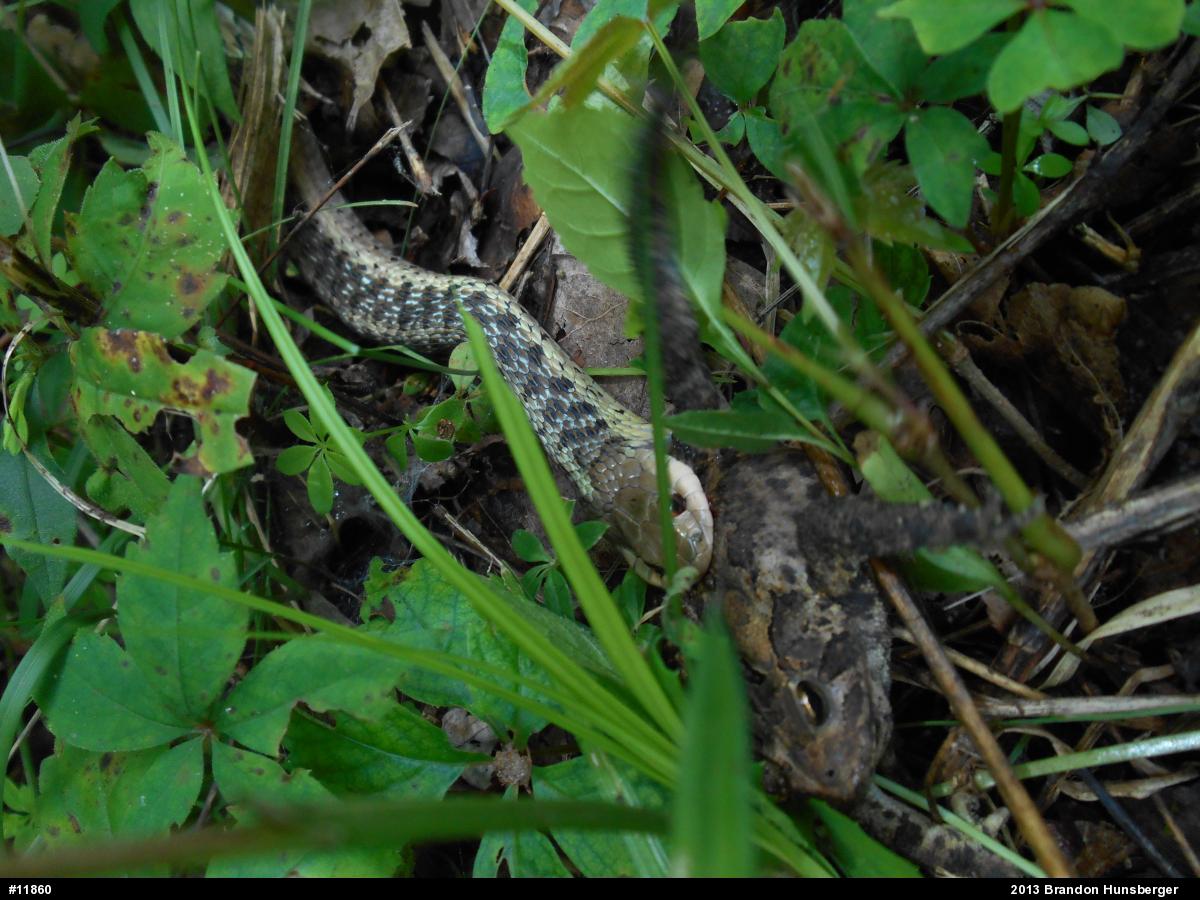 Eastern Gartersnake