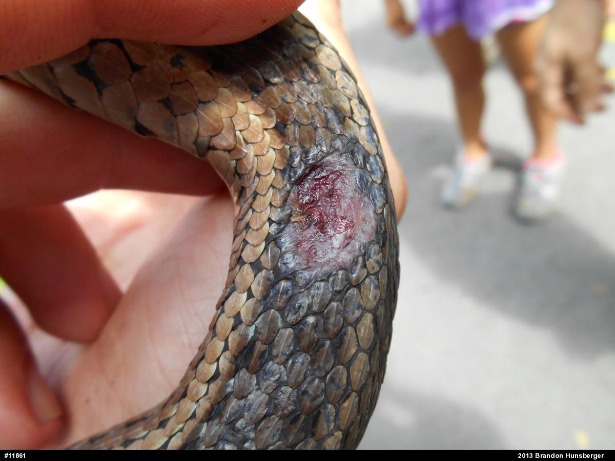 Eastern Gartersnake
