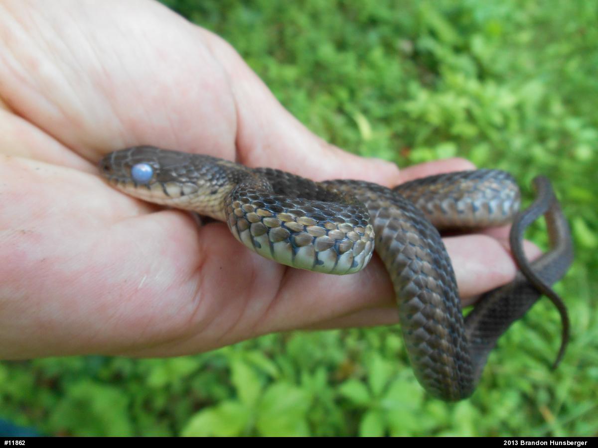 Eastern Gartersnake