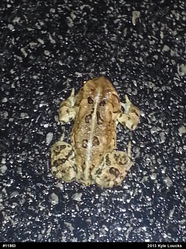 Eastern American Toad