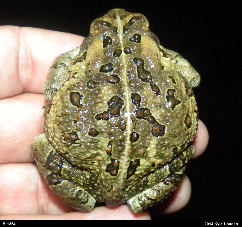 Fowler's Toad