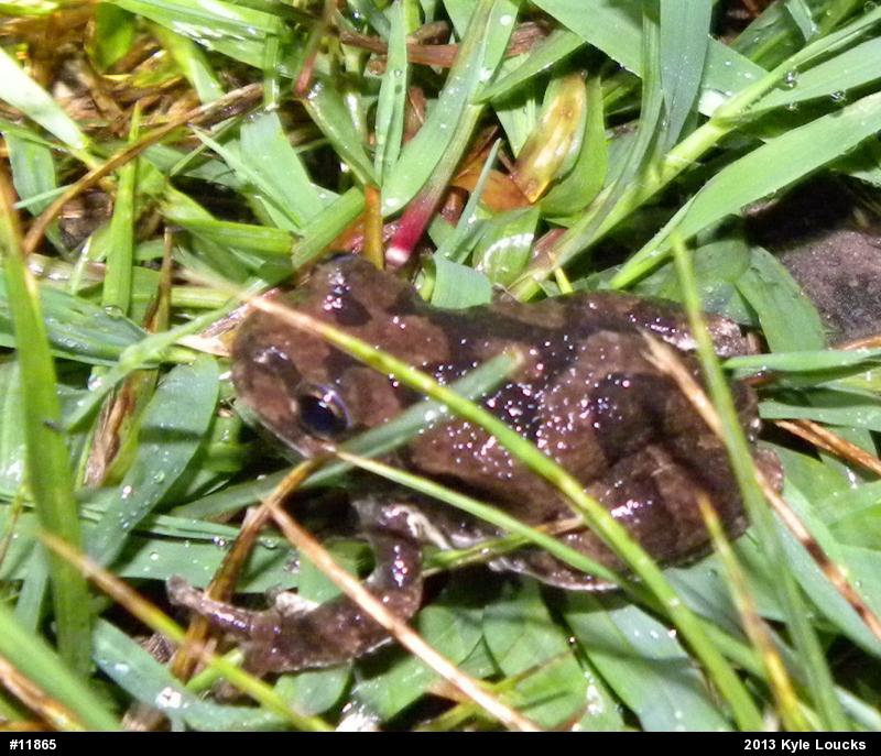 Gray Treefrog