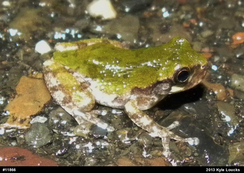 Gray Treefrog