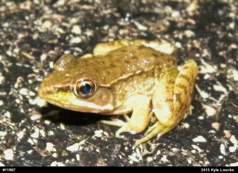 Green Frog