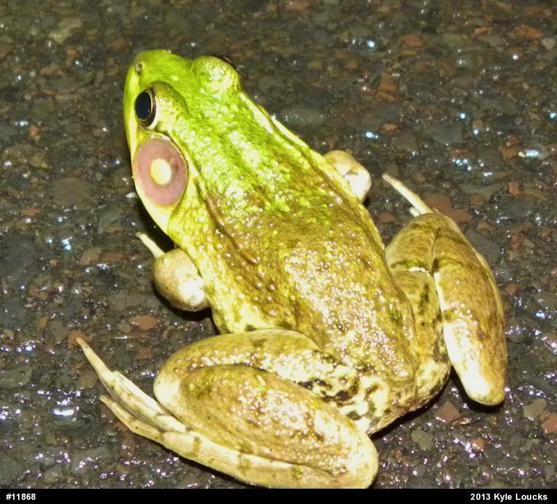 Green Frog