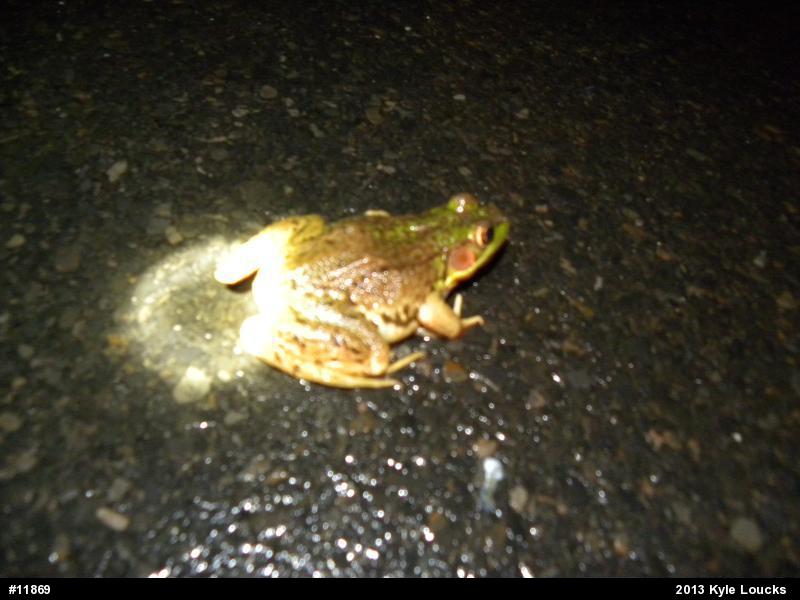 Green Frog