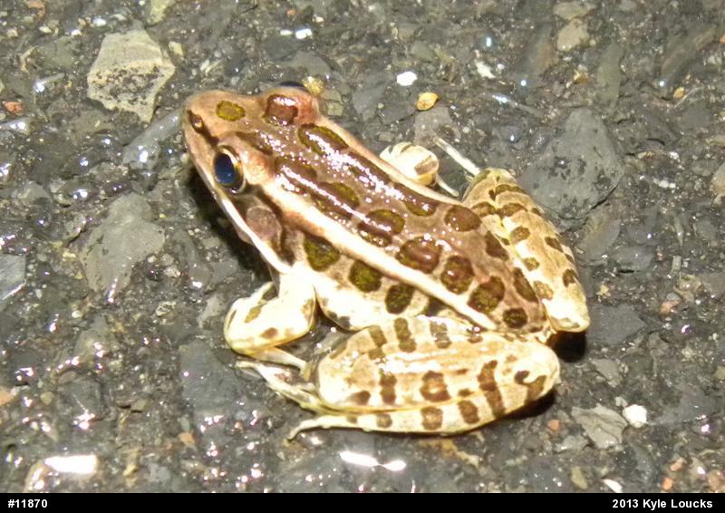 Pickerel Frog