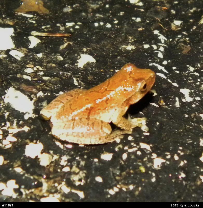 Spring Peeper