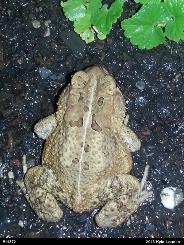 Eastern American Toad