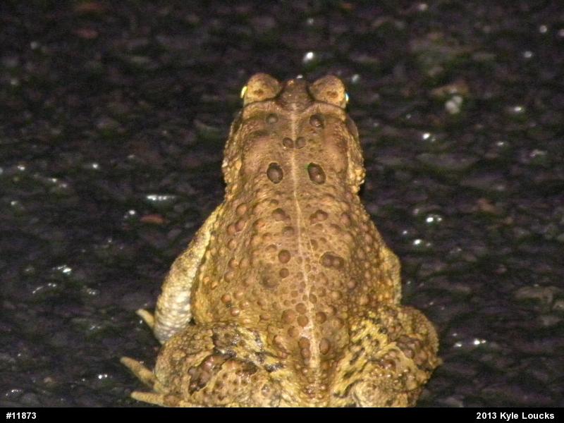 Eastern American Toad