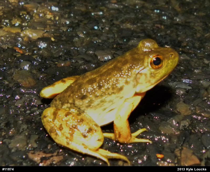 American Bullfrog