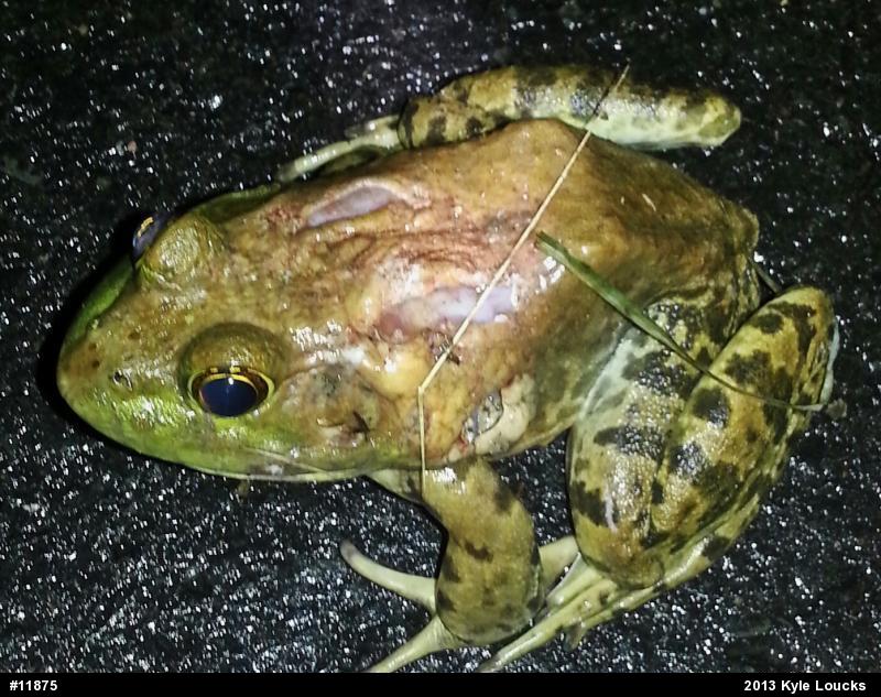 American Bullfrog