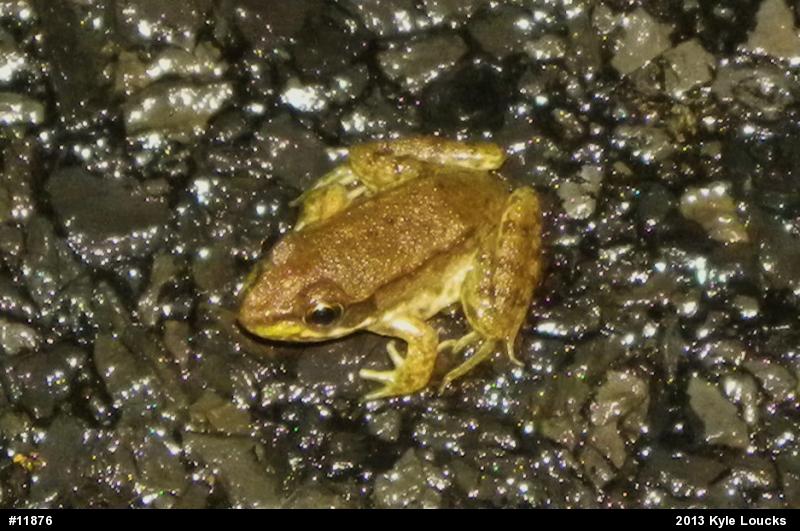Green Frog