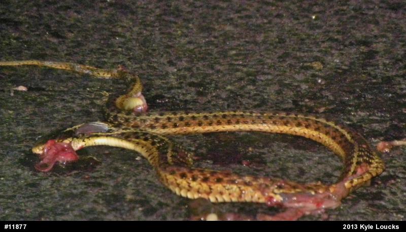 Eastern Gartersnake