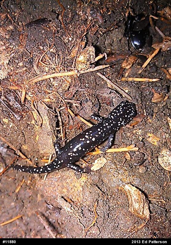 Northern Slimy Salamander