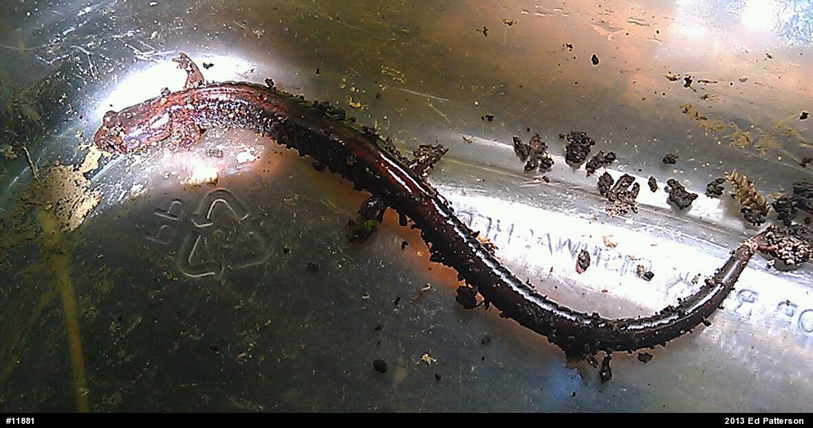 Eastern Red-backed  Salamander