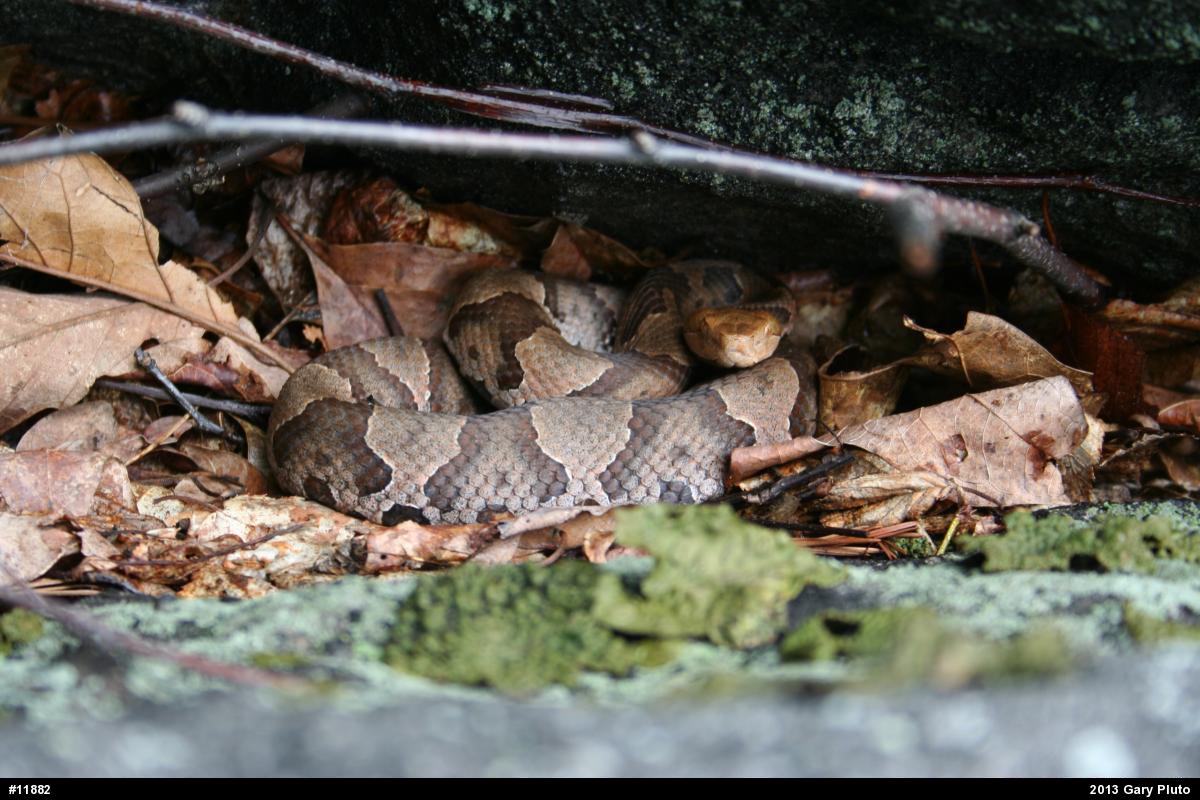 Northern Copperhead