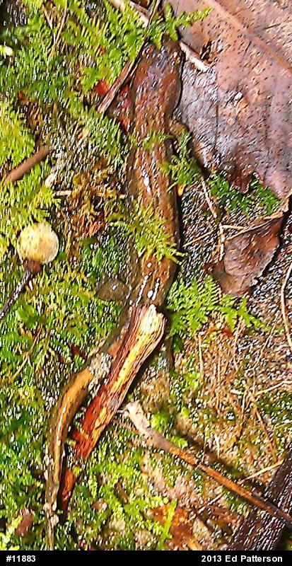 Northern Dusky Salamander