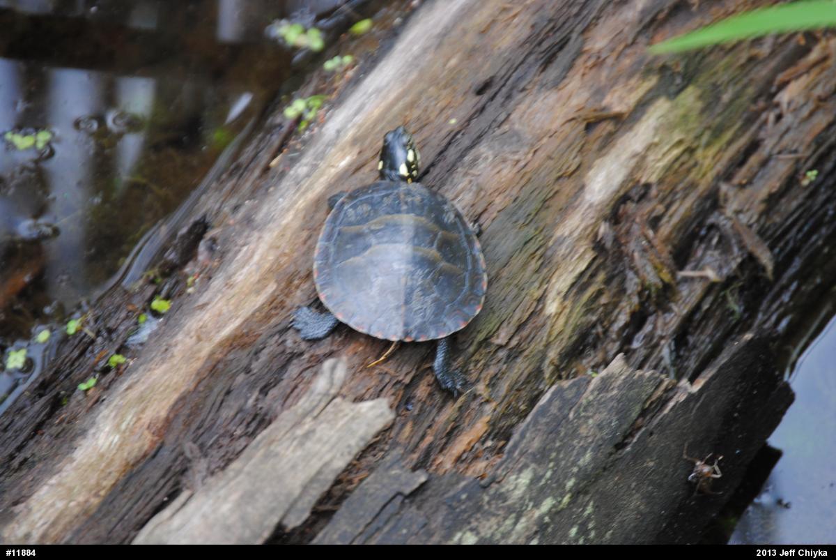 Eastern Painted Turtle