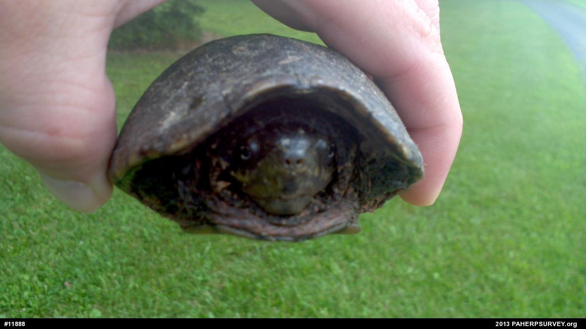 Eastern Musk Turtle