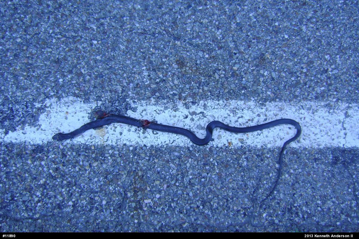 Northern Black Racer