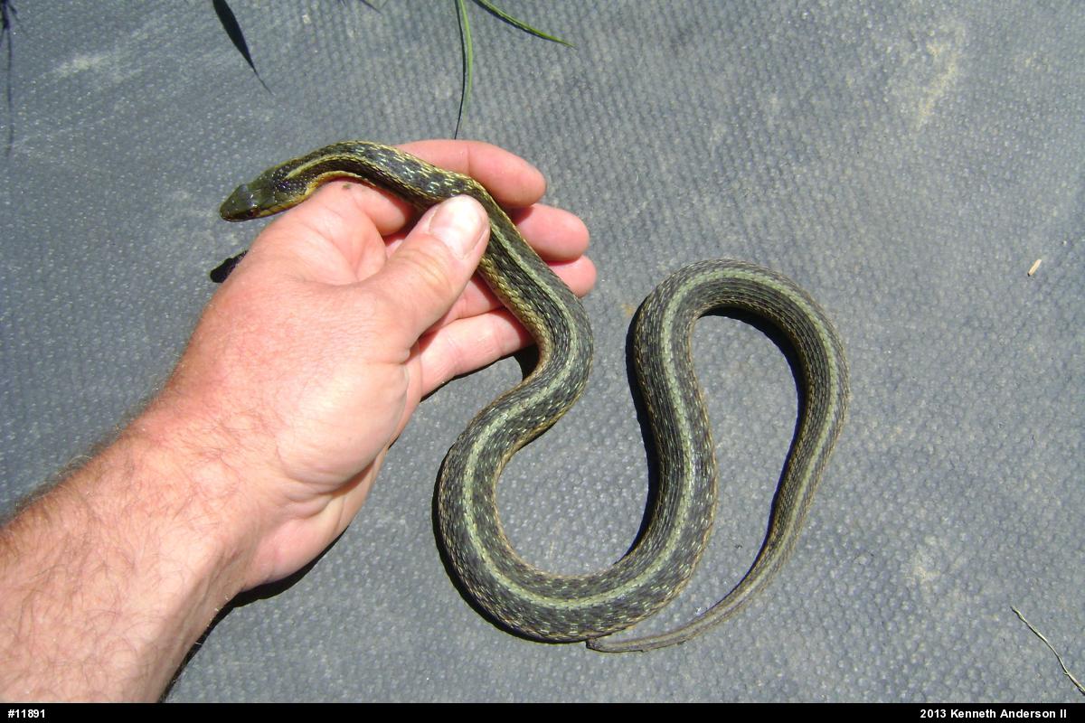 Eastern Gartersnake