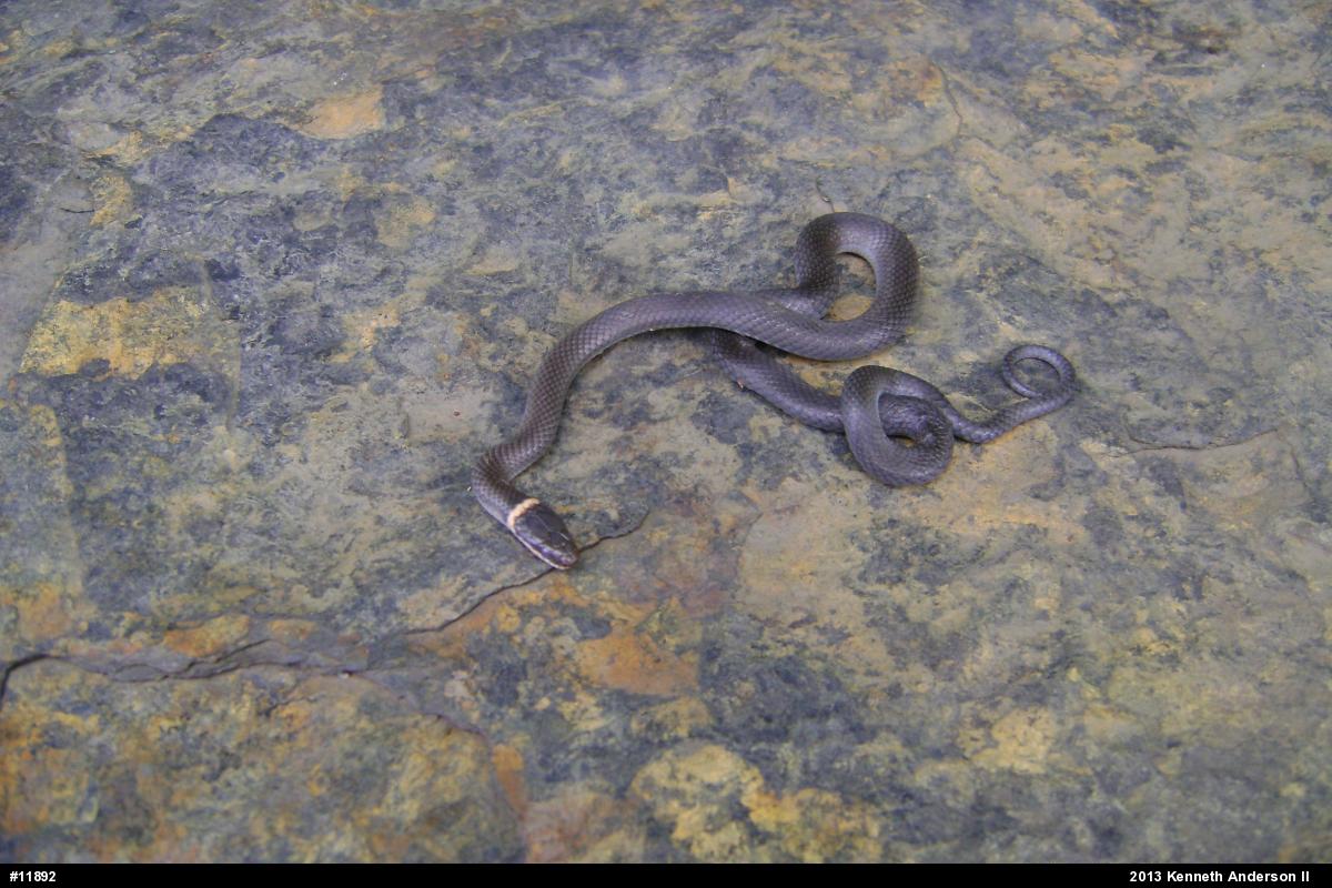 Northern Ring-necked Snake