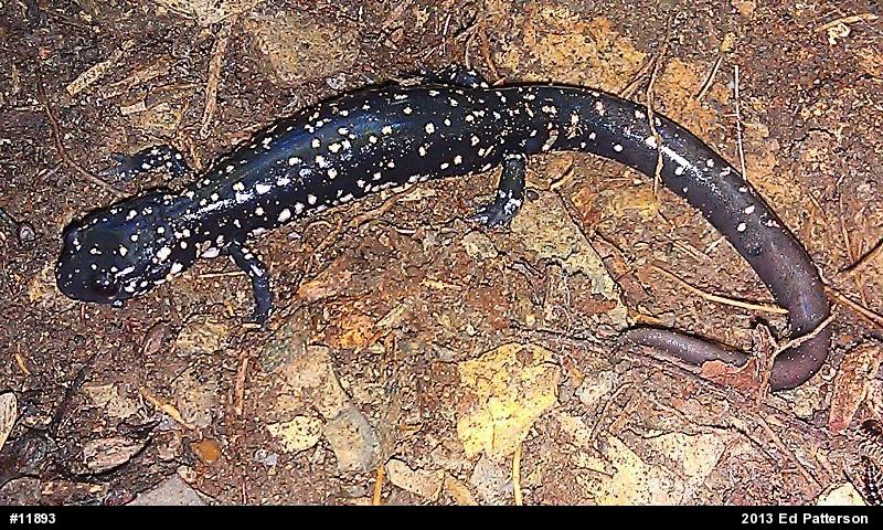 Northern Slimy Salamander