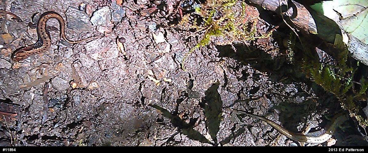 Allegheny Mountain Dusky Salamander