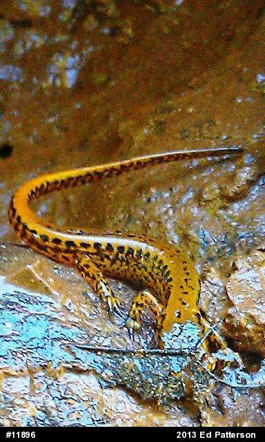 Eastern Long-tailed Salamander