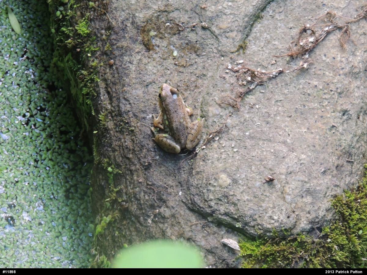Green Frog