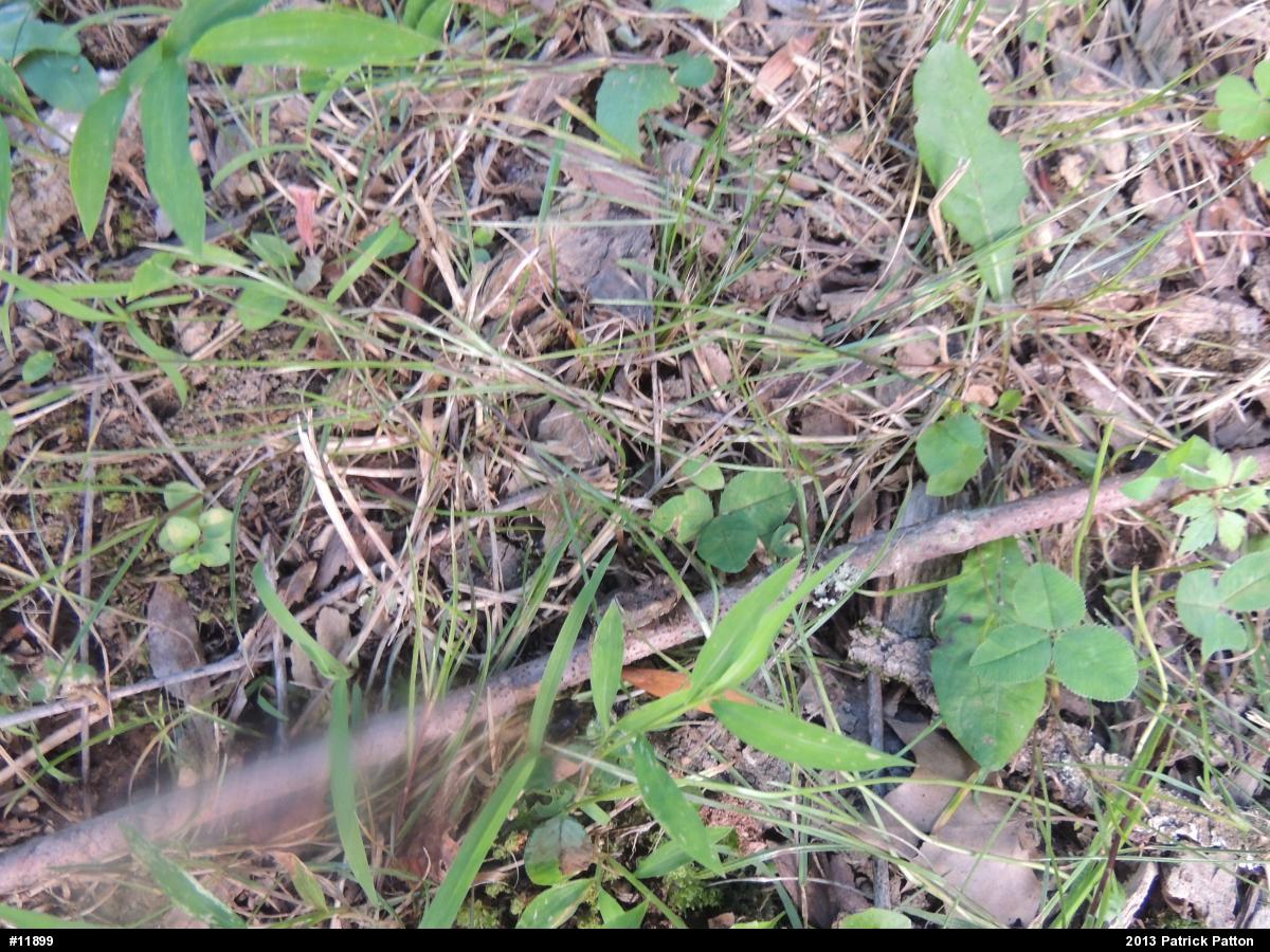 Eastern American Toad