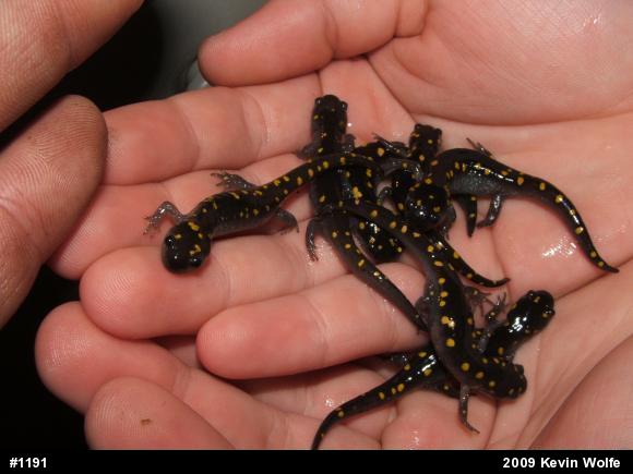 Spotted Salamander