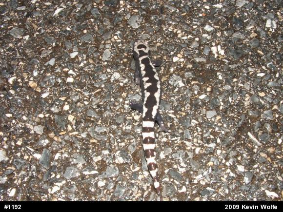 Marbled Salamander