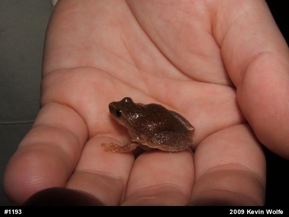Spring Peeper