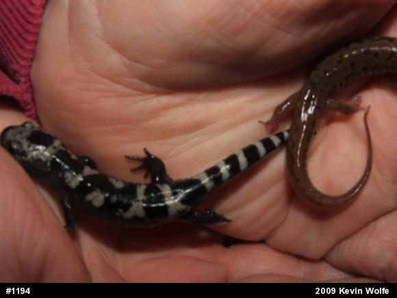 Marbled Salamander