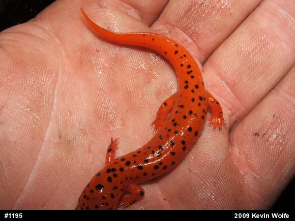 Northern Red Salamander