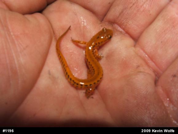 Eastern Long-tailed Salamander