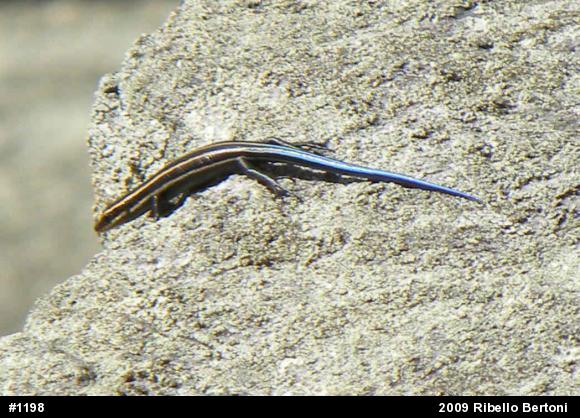 Common Five-lined Skink