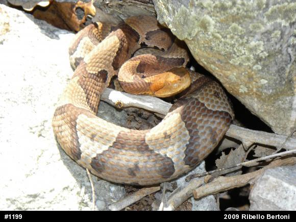 Northern Copperhead