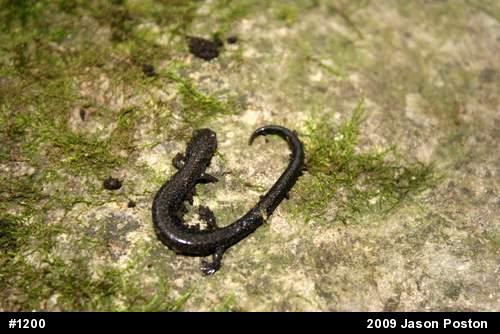 Northern Ravine Salamander