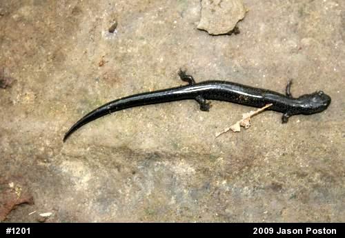 Northern Ravine Salamander