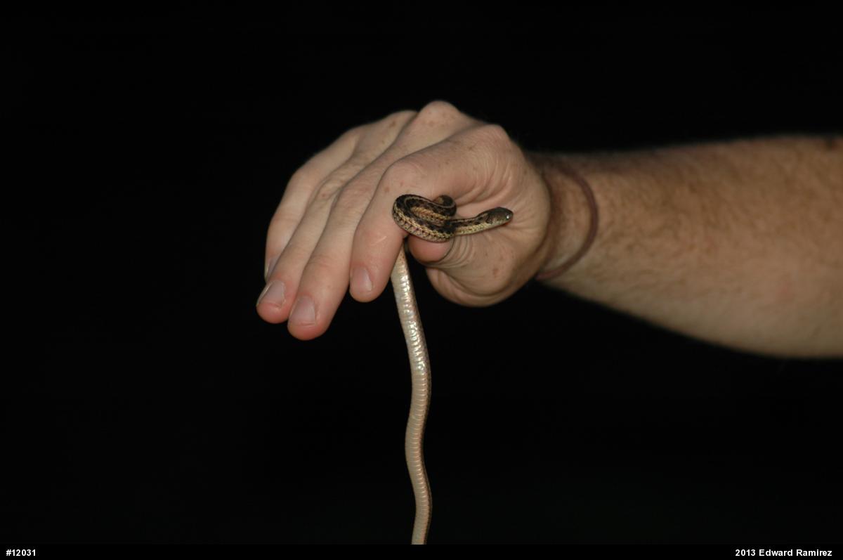 Eastern Gartersnake