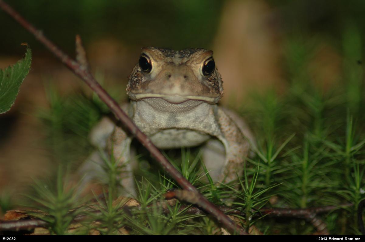 Eastern American Toad