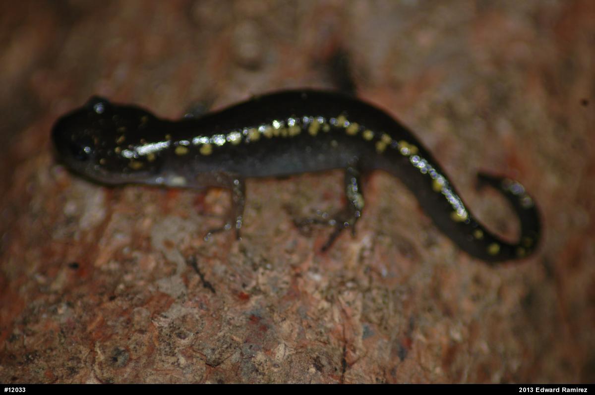 Spotted Salamander