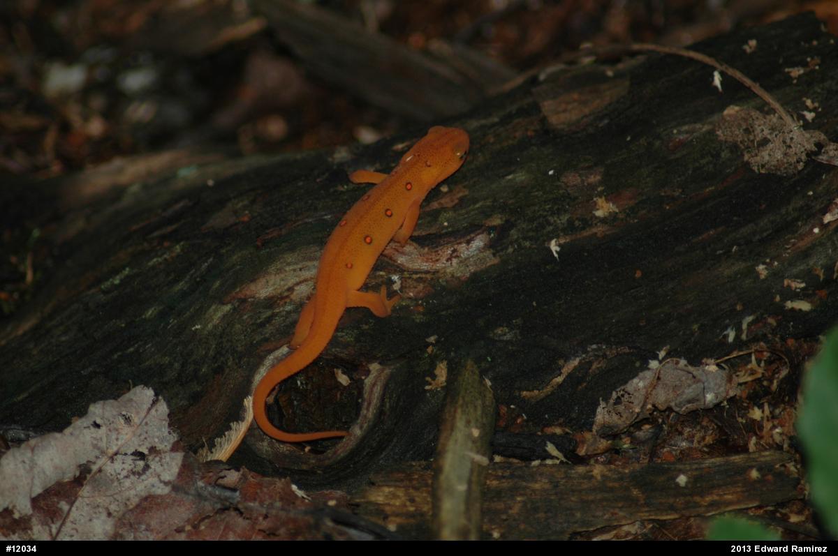 Red-spotted Newt