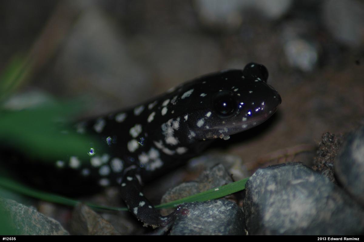Northern Slimy Salamander